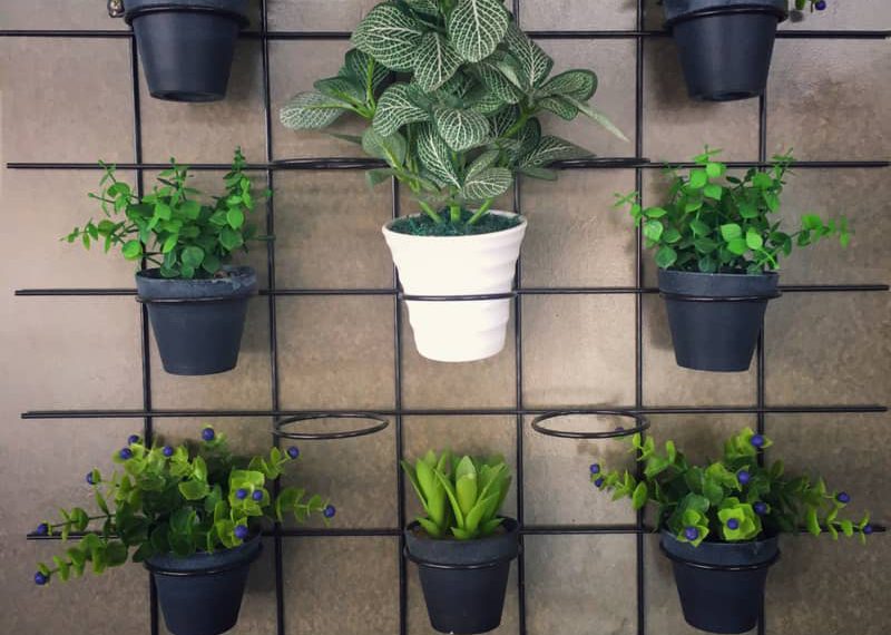 معرفی بهترین گیاهان آپارتمانی | فضای خانه را تصفیه کنید